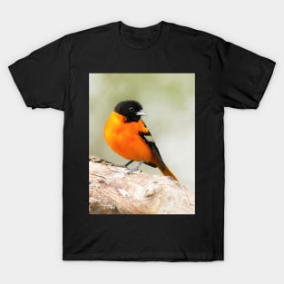 Baltimore Oriole Portrait T-Shirt